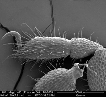 Media type: image;   Invertebrate Zoology 134640